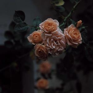 成人动漫Av免费观看
